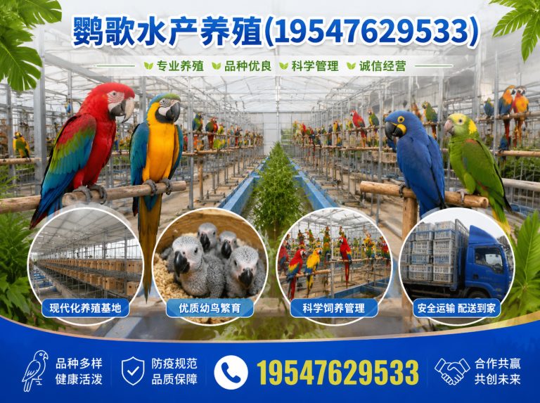 金牛区中大型鹦鹉繁育展示图