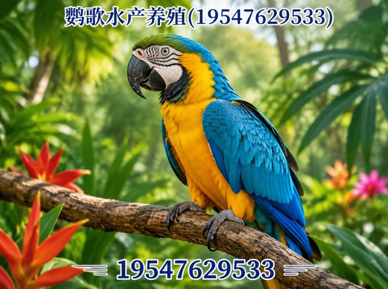 金牛区鹦鹉养殖公司展示图