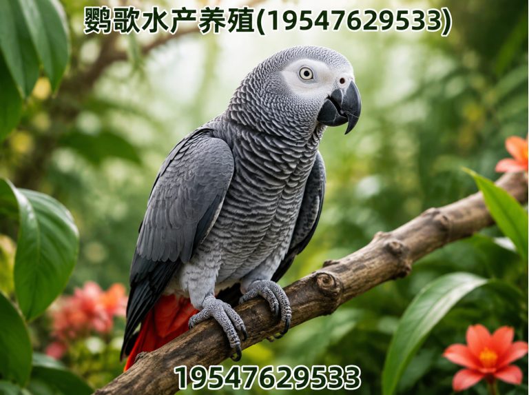 金牛区成都鹦鹉销售展示图